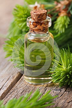 Essential aromatic oil spruce closeup vertical