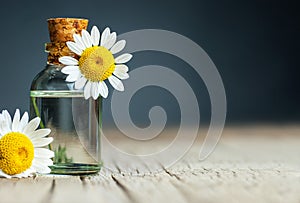 Essential camomile oil in glass bottle with fresh chamomile flowers, fragrant daisy oil, beauty treatment