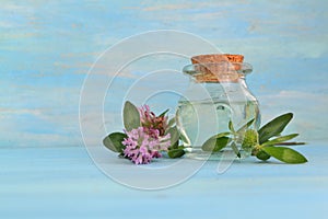 Essential clover oil and flower on blue wooden background with copy space