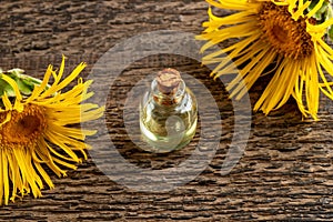 Essential oil bottle with blooming elecampane, or Inula helenium