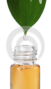 Essential oil drop falling from green leaf into  bottle on white background, closeup