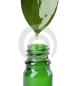 Essential oil drop falling from green leaf into glass bottle on white background