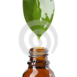 Essential oil drop falling from green leaf into glass bottle on white background