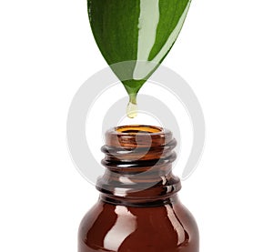 Essential oil drop falling from green leaf into glass bottle on white background