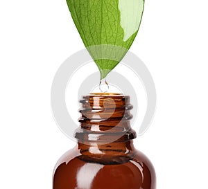 Essential oil drop falling from green leaf into glass bottle on white background