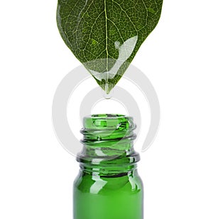 Essential oil drop falling from green leaf into glass bottle on white background