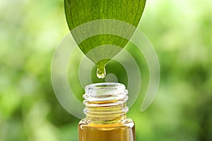 Essential oil drop falling from leaf into glass  against blurred green background, closeup
