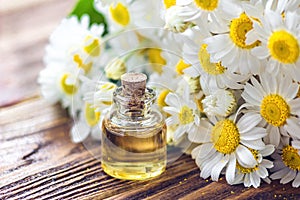 Essential oil in glass bottle with fresh chamomile flowers, beauty treatment. Spa concept. Selective focus. Fragrant oil of chamom