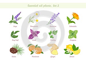 Essential oils plant set. Flowers, fruits and herbs.