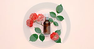 Essential serum oil in amber dropper bottle with silver cap on cream color background. Glass vial with pipette and rose flowers,