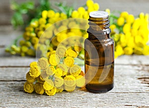 Essential tansy oil