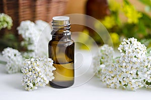 Essential yarrow oil