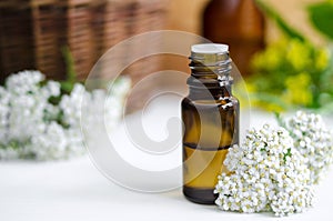 Essential yarrow oil