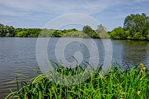 Essex lake in early summer witgh calm water and green reeds in the foreground