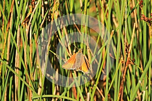 The Essex Skipper