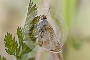 Essex Skipper Butterfly on leaf, Thymelicus lineola