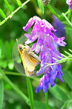 Essex Skipper Butterfly on Tufted Vetch Flower