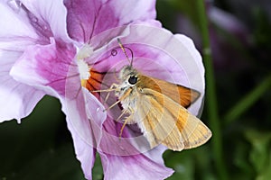 Essex skipper, thymelicus lineola