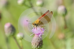 Essex skipper (Thymelicus lineola).