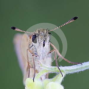 Essex skipper, Thymelicus lineola