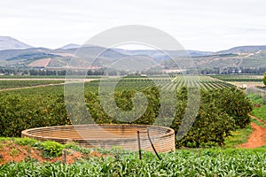 Established citrus orchard, Patensie, South Africa