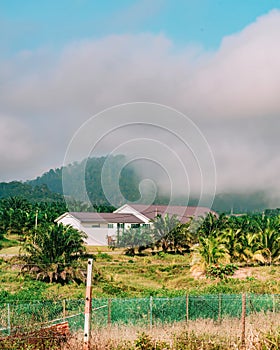 Estate house in the middle of the oil palm plantation with misty morning