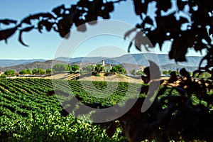 Estate on a vineyard