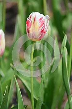 Estella Rynveld Tulips at Windmill Island Tulip Garden