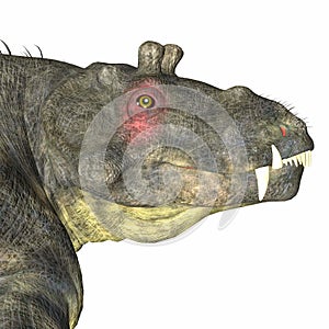 Estemmenosuchus uralensis Dinosaur Head