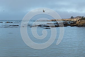 Estero Bluffs, Cayucos, California