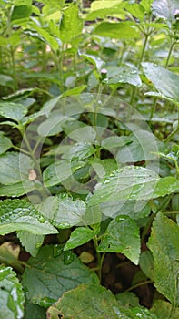Estetic leaf