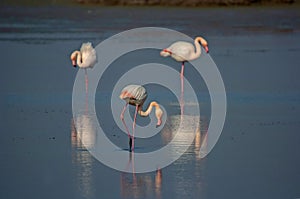 Esthetic bird flamingo