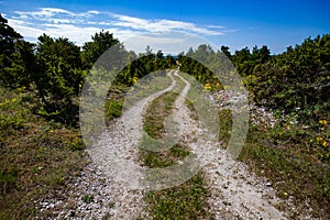 Landscape with rural ground road, yellow flowers, juniper trees and blue sky with