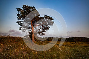 Estonia, Saaremaa island. Lonely pine tree on the field. Blue sky with purple clouds. Harilaid nature reserve