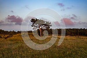 Estonia, Saaremaa island. Lonely pine tree on the field. Blue sky with purple clouds. Summer landscape. Harilaid nature reserve