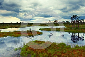 Estonian bog photo