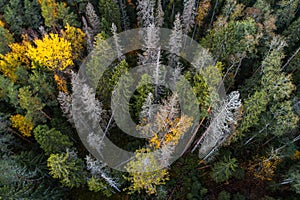 Estonian boreal forest with dead spruce trees after European spruce bark beetle, Ips typographus attack.