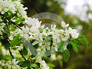 Beautiful Estonian apple tree photo