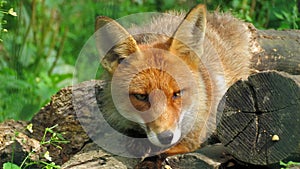 Estonian fox lying on wood
