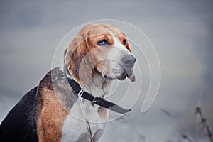 Estonian Hound photo