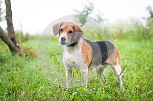 Estonian hound portrait