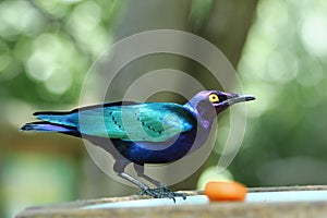 Estornino esmeralda - Purple Glossy Starling