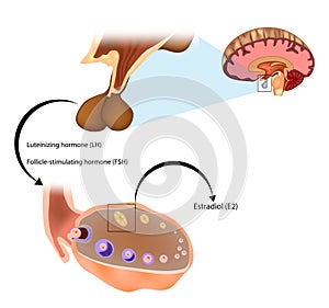 Estradiol E2 or oestradiol, is an estrogen steroid hormone. Estradiol is produced photo