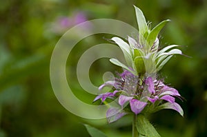 Estragon herb Garden purple flower. Blossom. On the background with green herbs behind.Tarragon