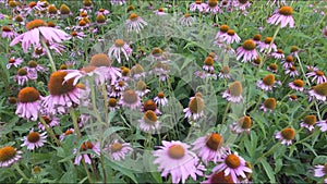 Estragon herbs in a row