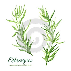 Estragon. Vector watercolor illustration