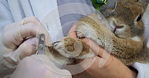An estranged domestic rabbit sits on the hands of a veterinarian's assistant while the doctor trims the claws with