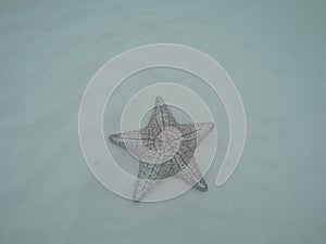 Estrela marinha, star sea photo