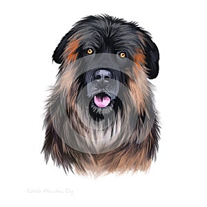 Estrela Mountain Dog, Portuguese Shepherd dog digital art illustration isolated on white background. Portugal origin guardian dog