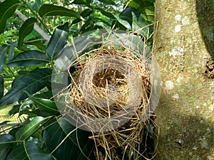 Estrildid finches nest on the branch with leaves background